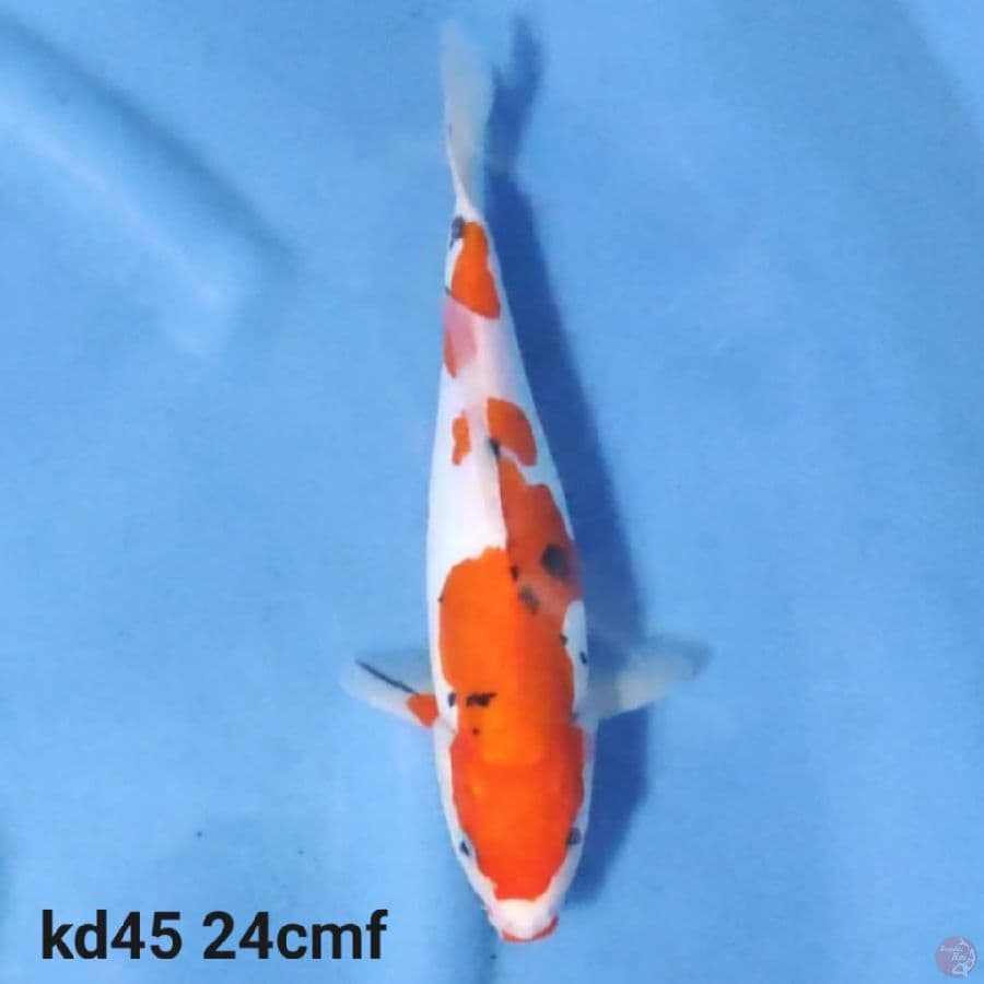 doitsu sanke 24cm