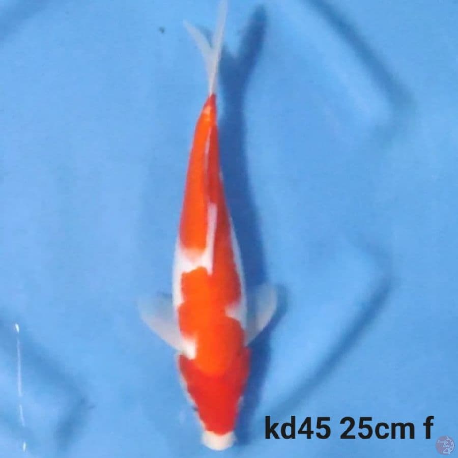 kohaku inazuma ori 25cm