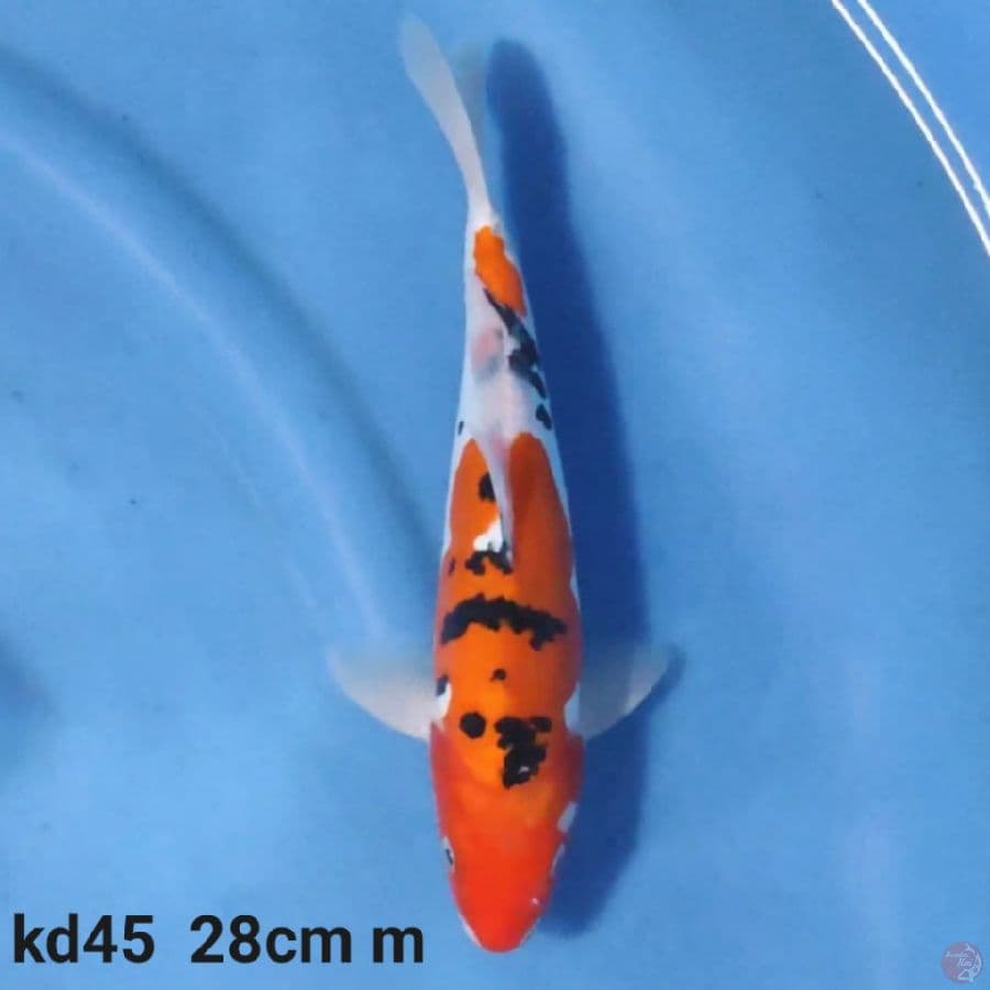 doitsu sanke 28cm