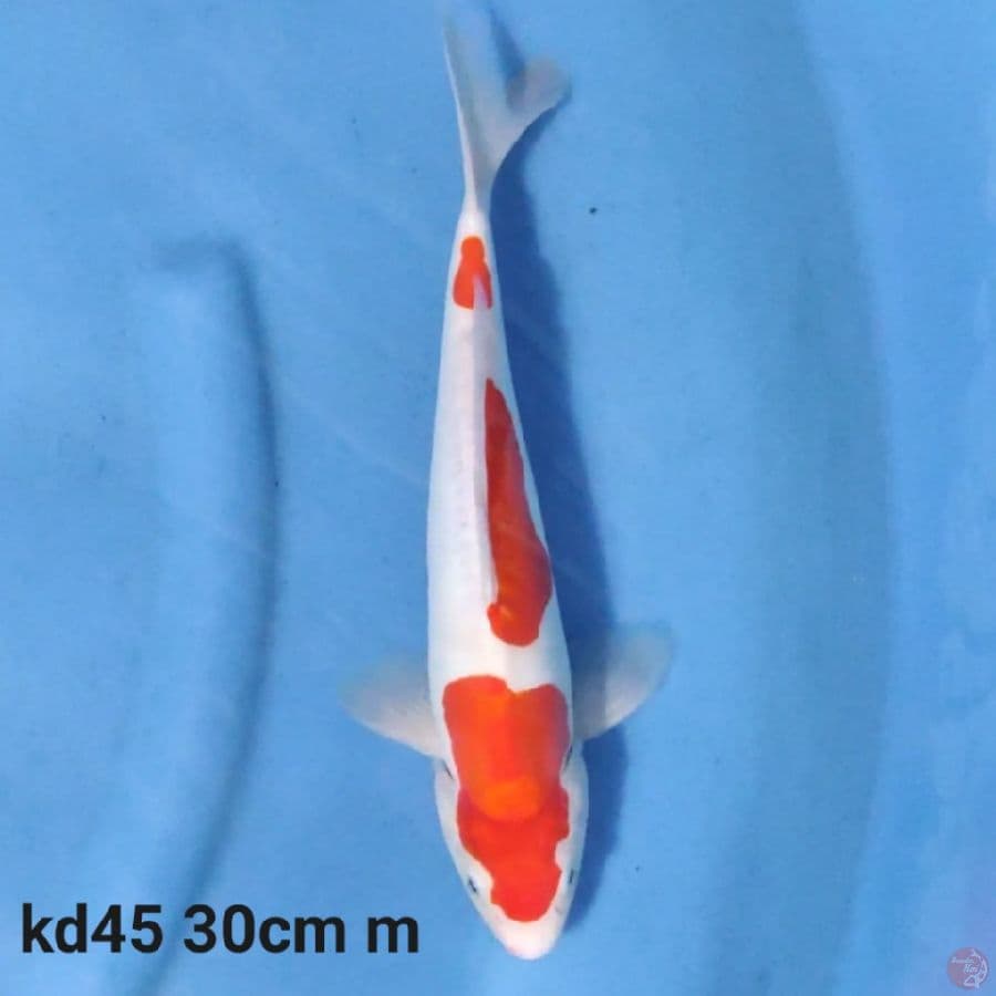 doitsu kohaku 30cm
