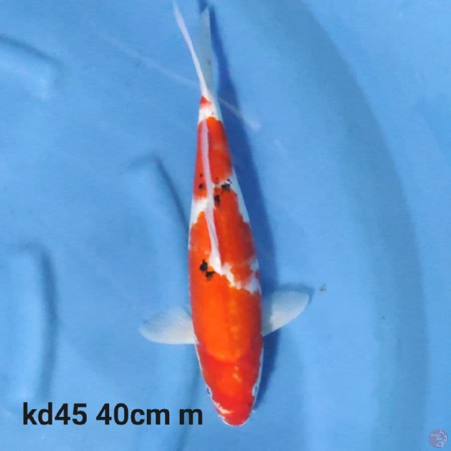 sanke 40cm