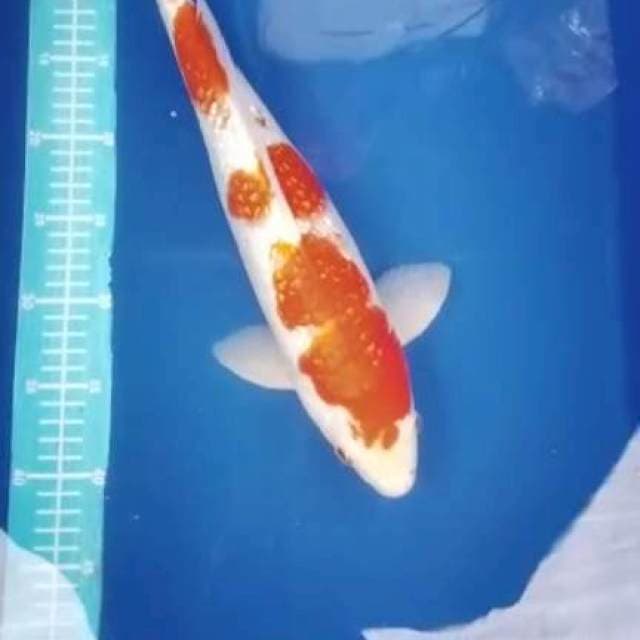 Kohaku ginrin 42 cm