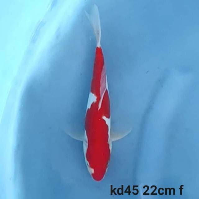 blood red doitsu inazuma kohaku