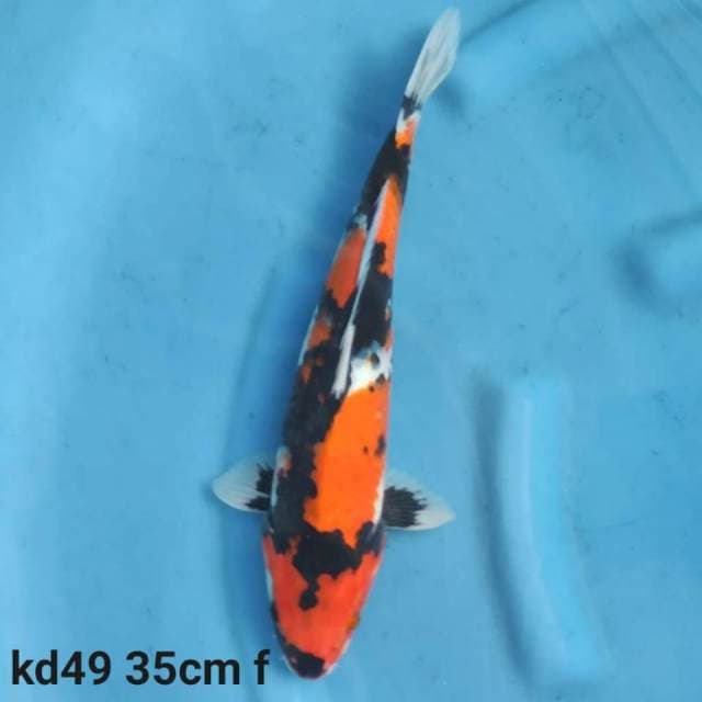 showa sanshoku skin halus