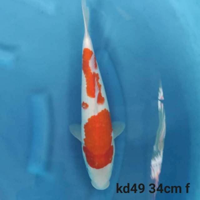 kohaku f1 calon jumbo