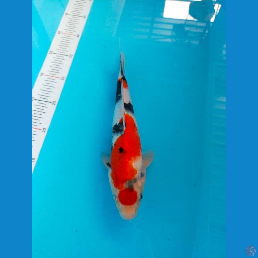 Showa 30cm