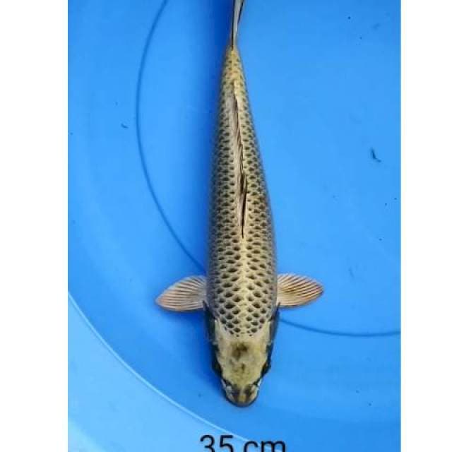 Mukashi gold 35 cm