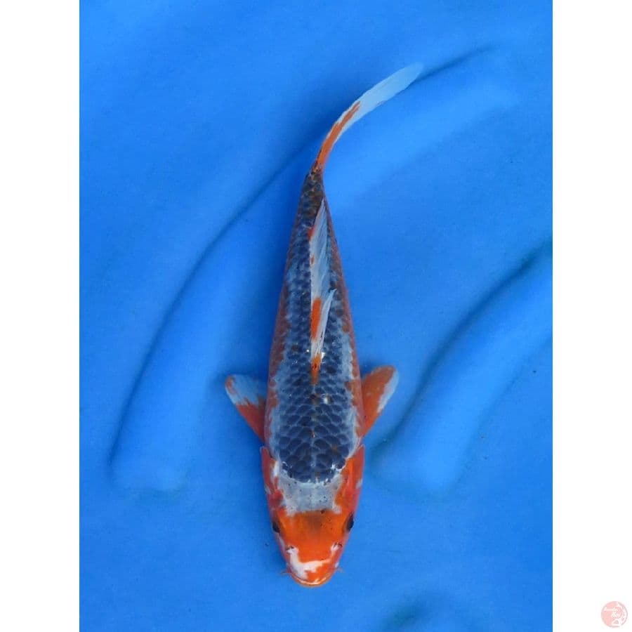 Red Asagi - 34cm