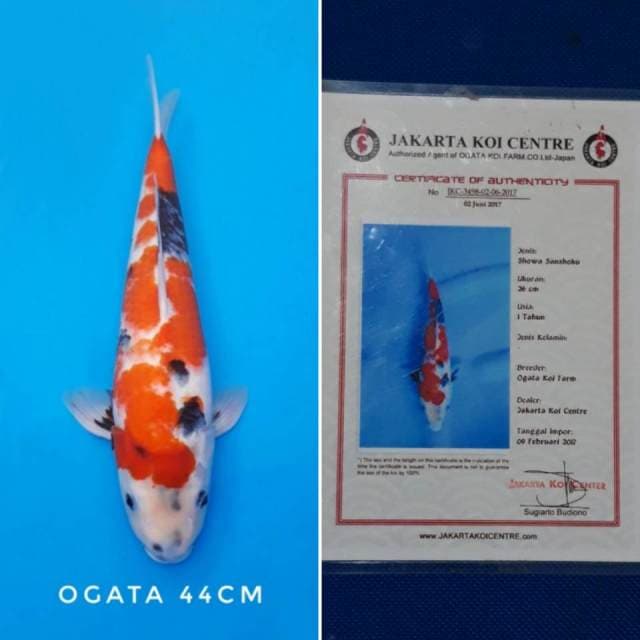 Showa ogata import