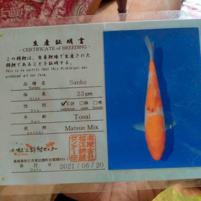 Sanke 27cm import