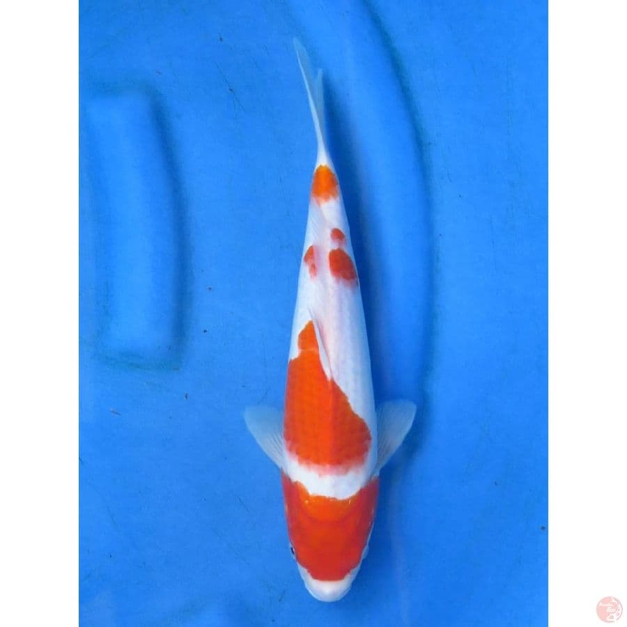 Kohaku Ori Pola - 31cm