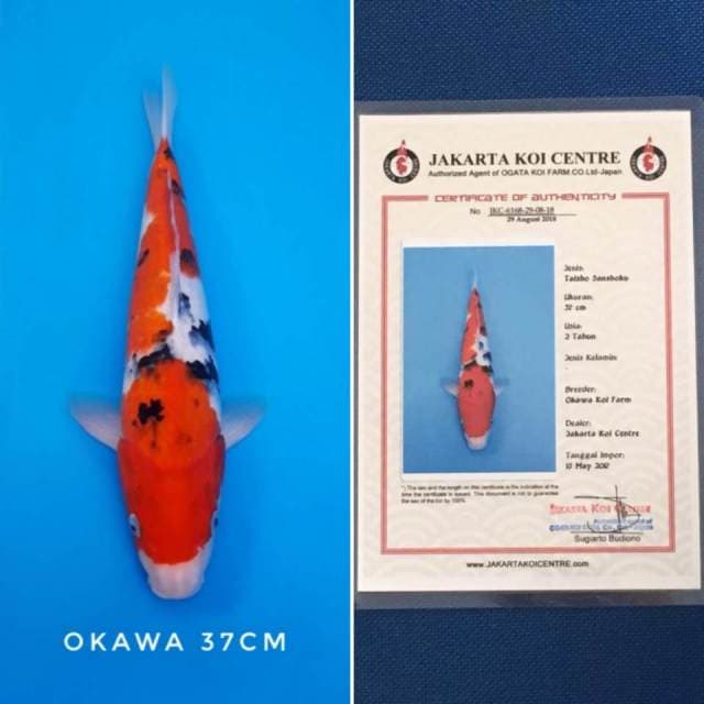 Sanke okawa import
