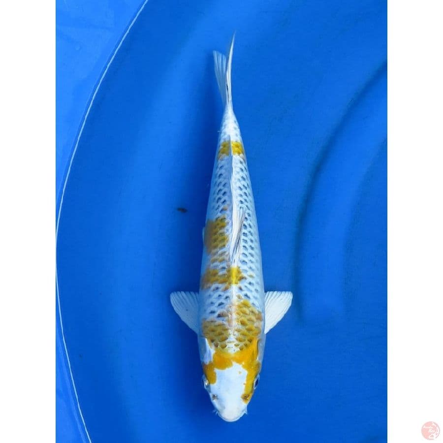 Kirin Kujaku Male - 34cm
