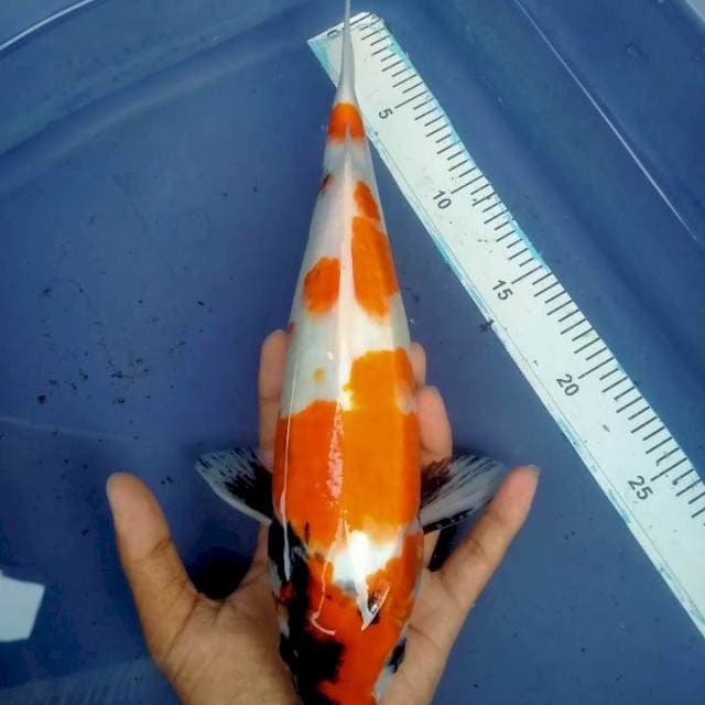 Showa bulky male