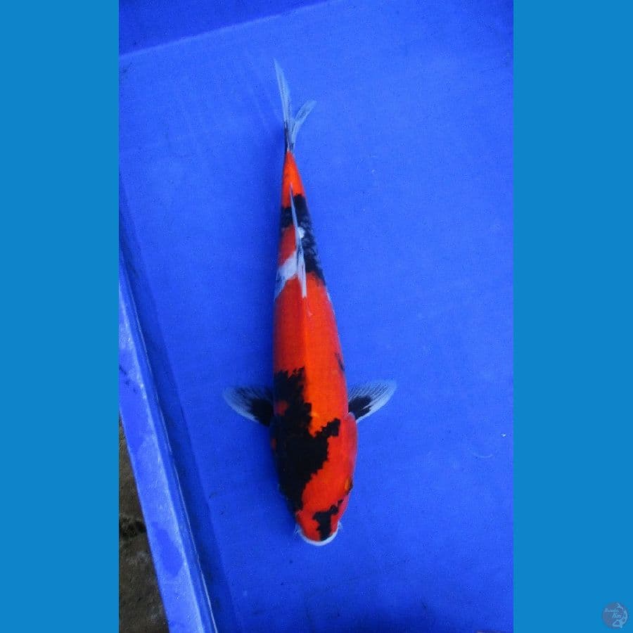 showa sansoku ±35cm