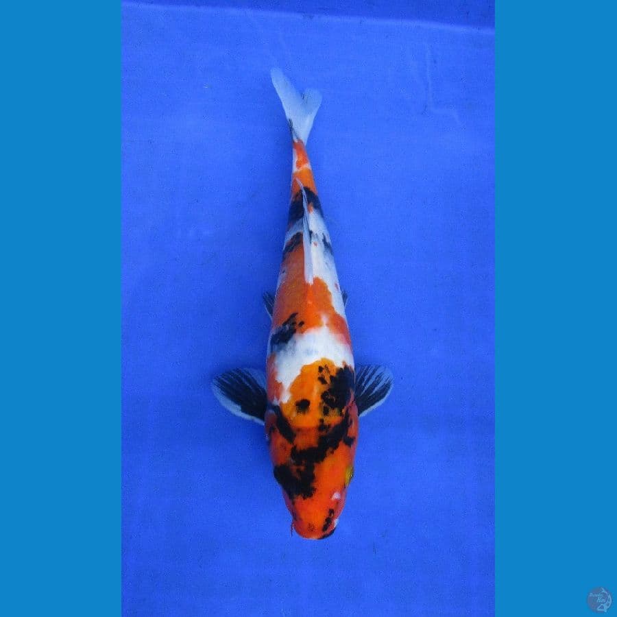 showa sansoku ±31cm