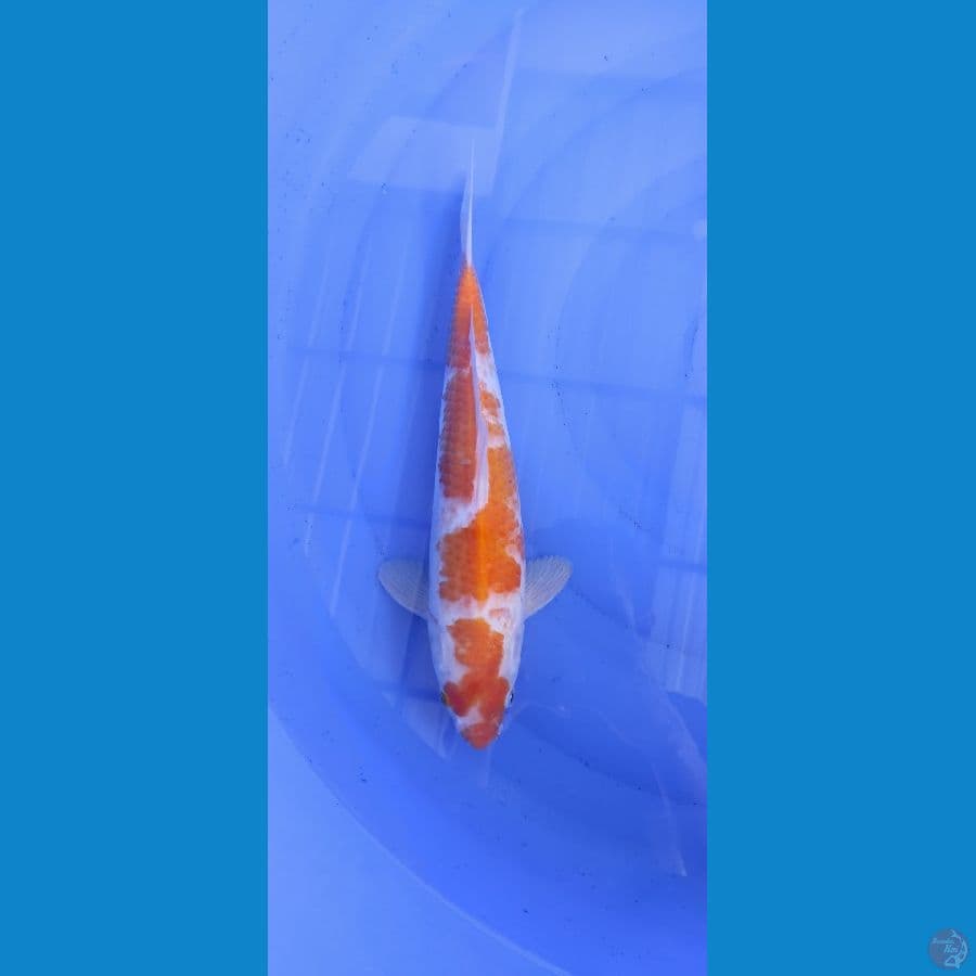 kijiro 34cm