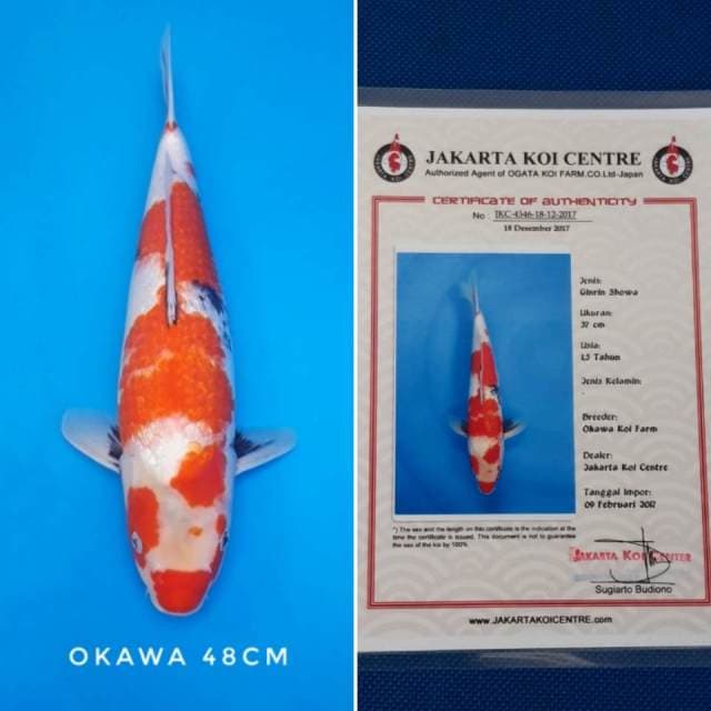 Showa ginrin import