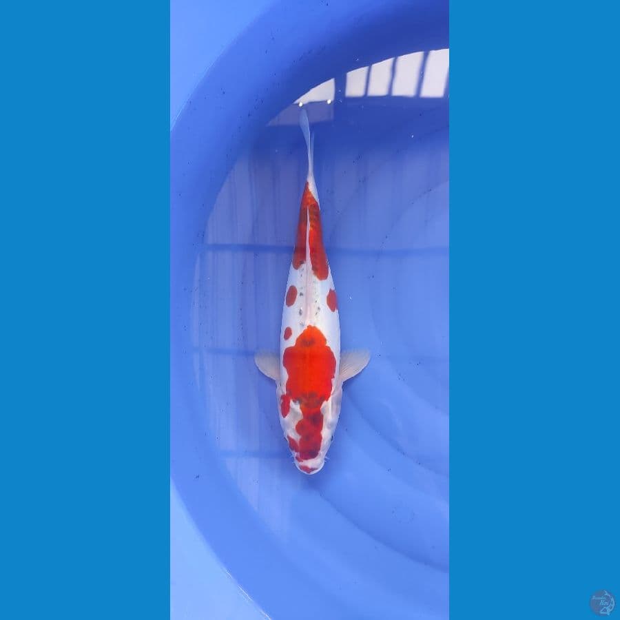Goshiki Doitsu 34cm