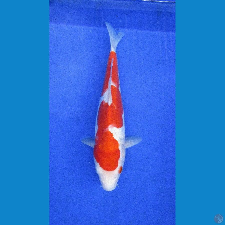 doitsu kohaku ±31cm