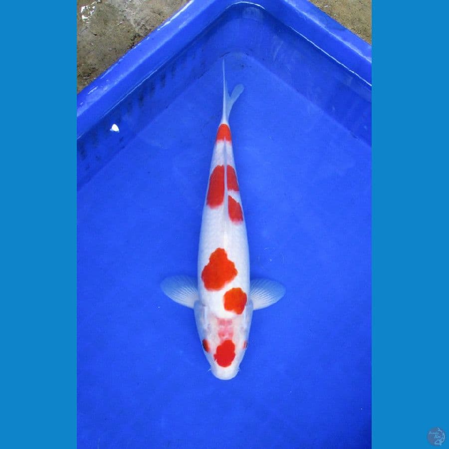 kohaku sakura ±32cm