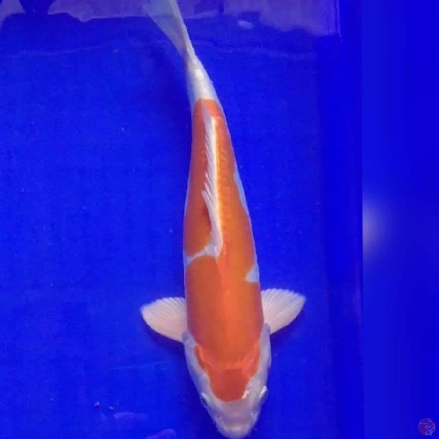 Kohaku Doit 29cm Jantan