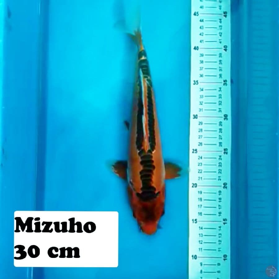 Mizuho 30 cm