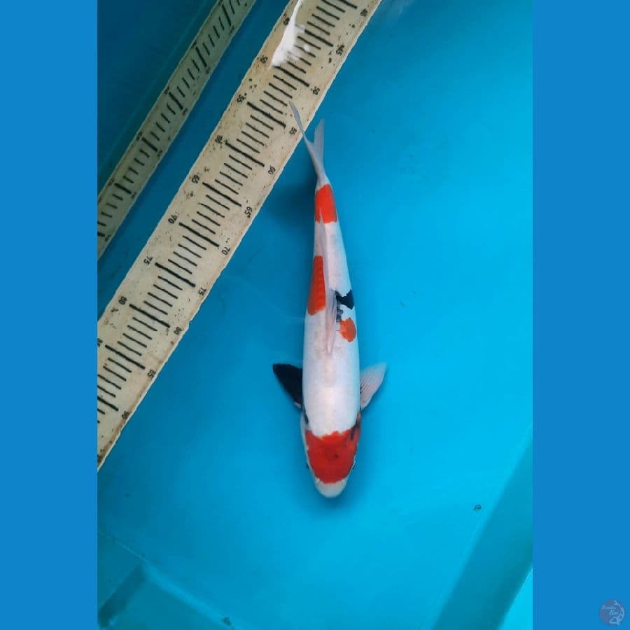 doitsu maruten showa 38cm Male