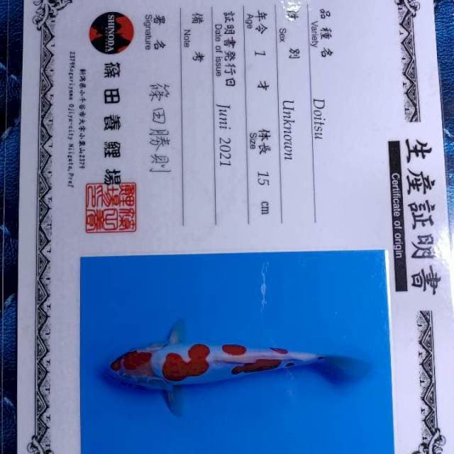 Import Kohaku doitsu sinoda 31cm
