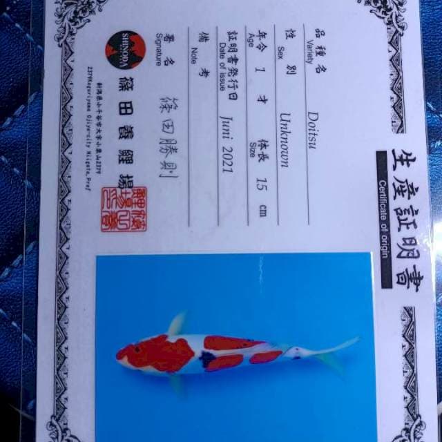 Import Sanke doitsu Sinoda 30cm