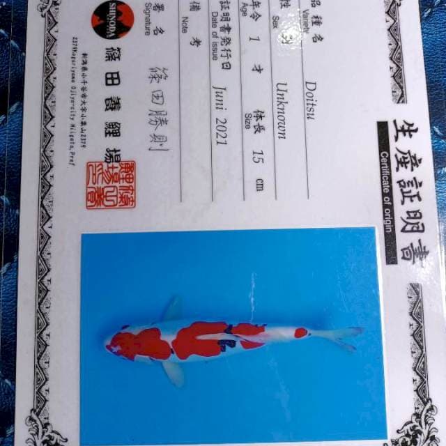Import Sanke doitsu Sinoda 29cm