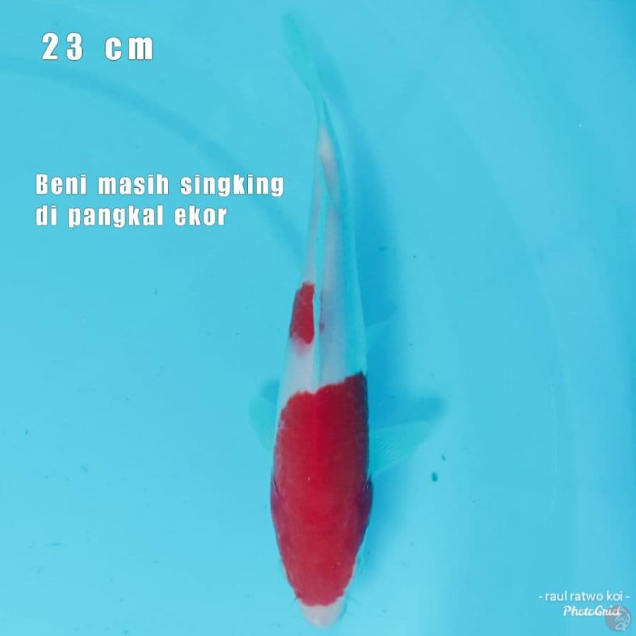 DAI 9