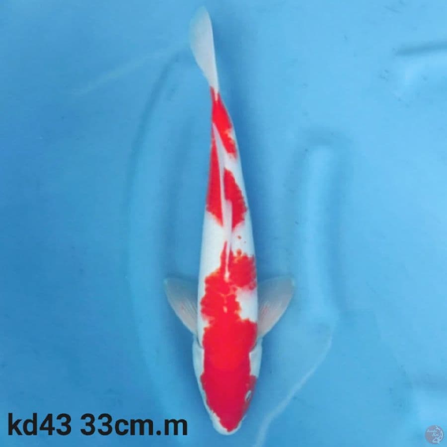 kohaku 33cm