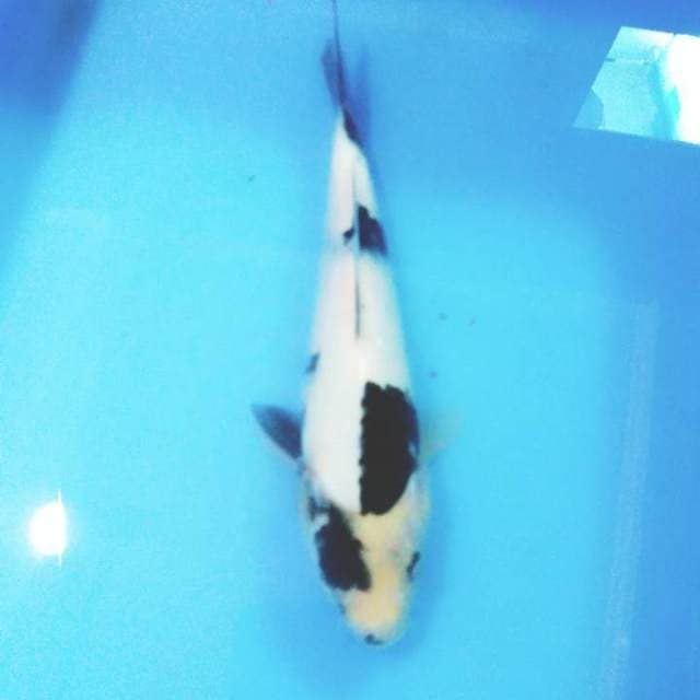 Shiro 25cm