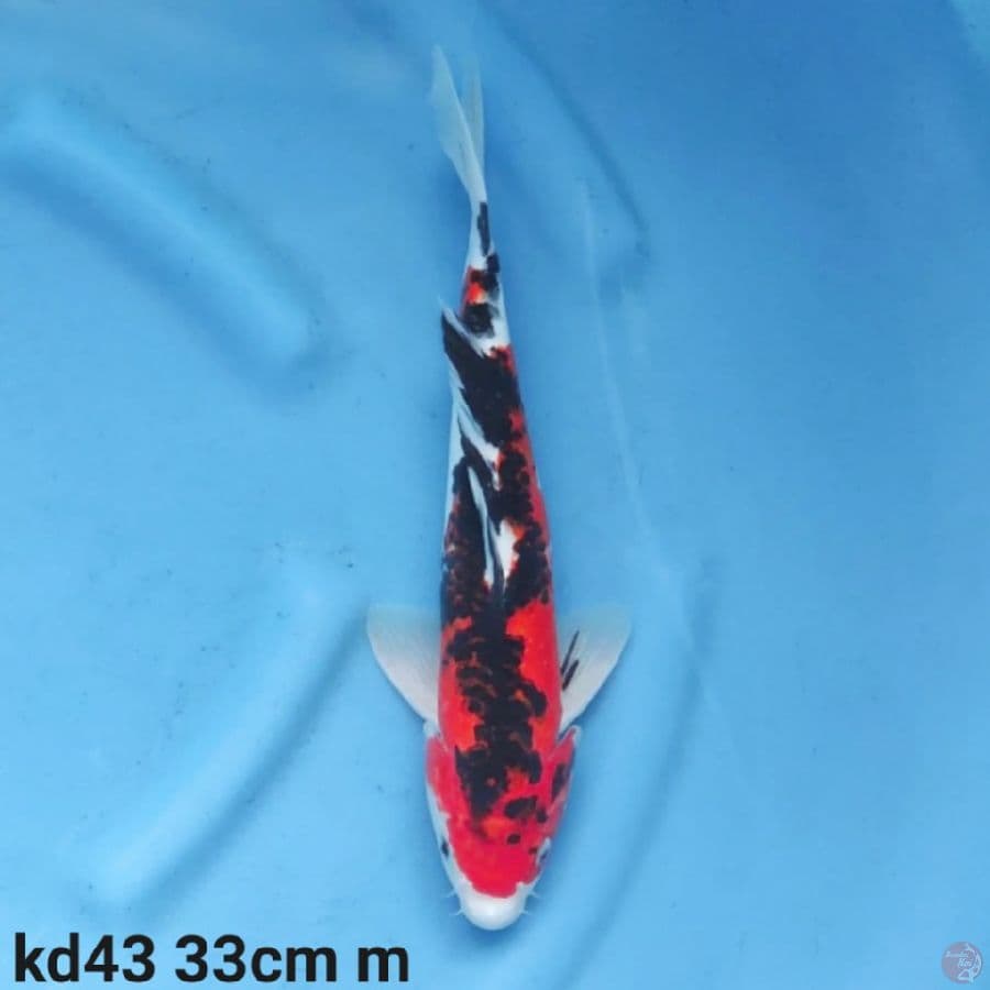 showa sanke 33cm
