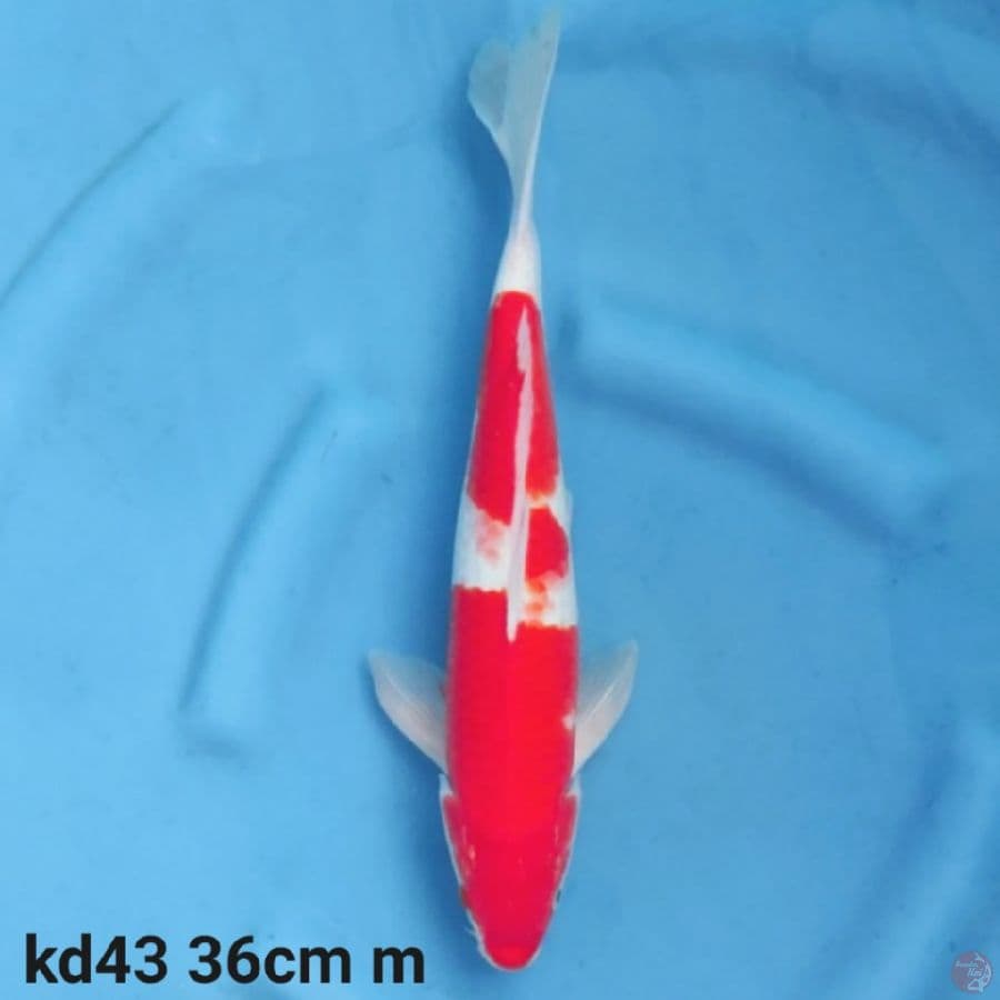 kohaku 36cm