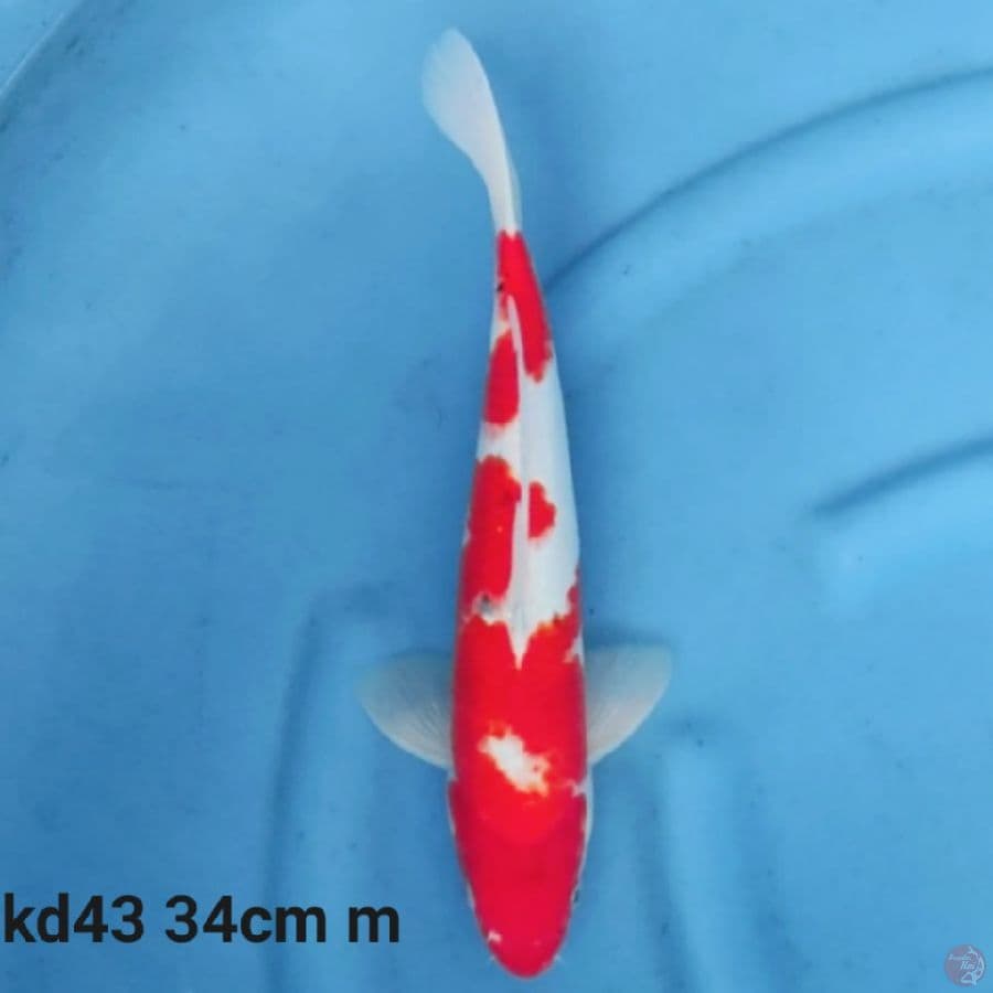 kohaku 34cm