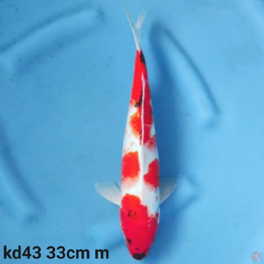 showa tategoi 33cm
