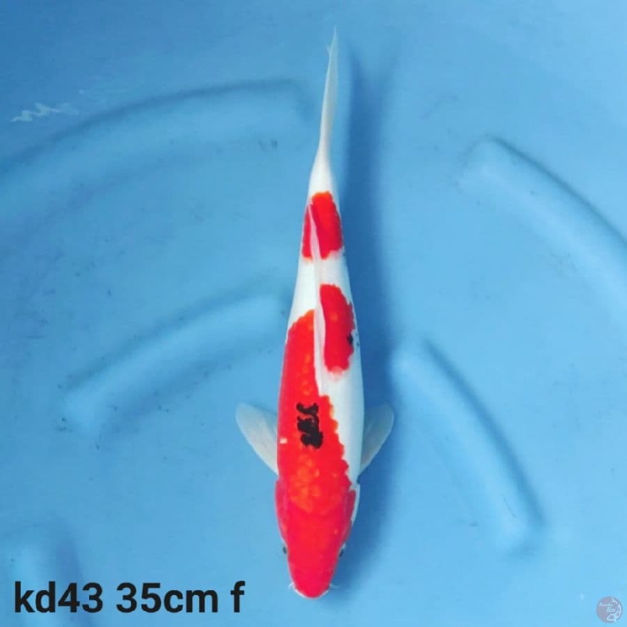 sanke 35cm