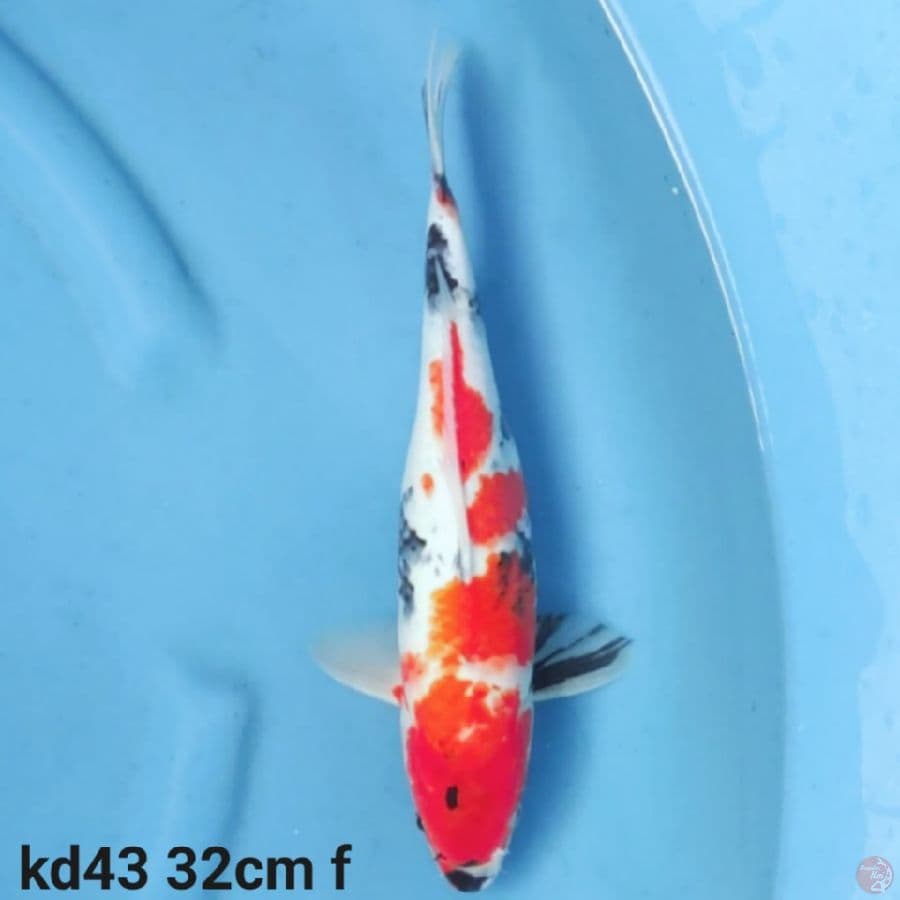 showa tategoi 32cm
