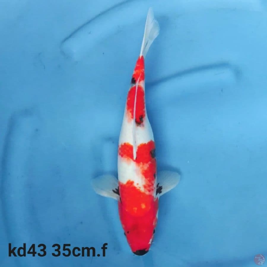 showa motoguro 35cm
