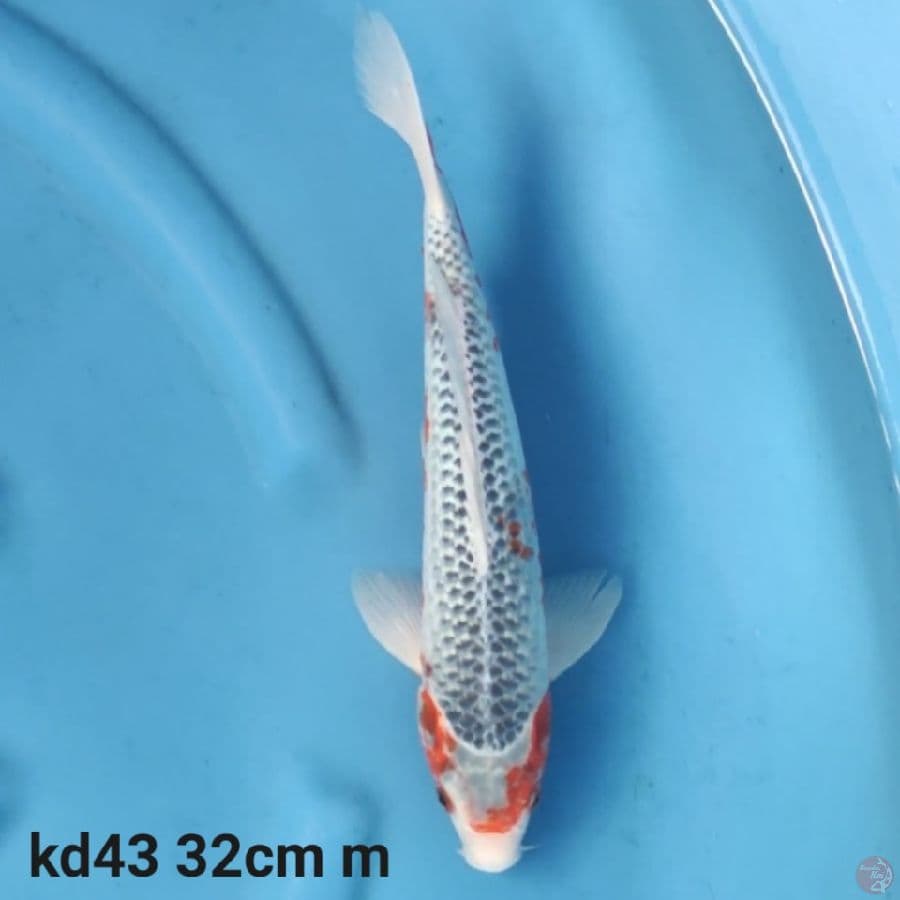 asagi 32cm