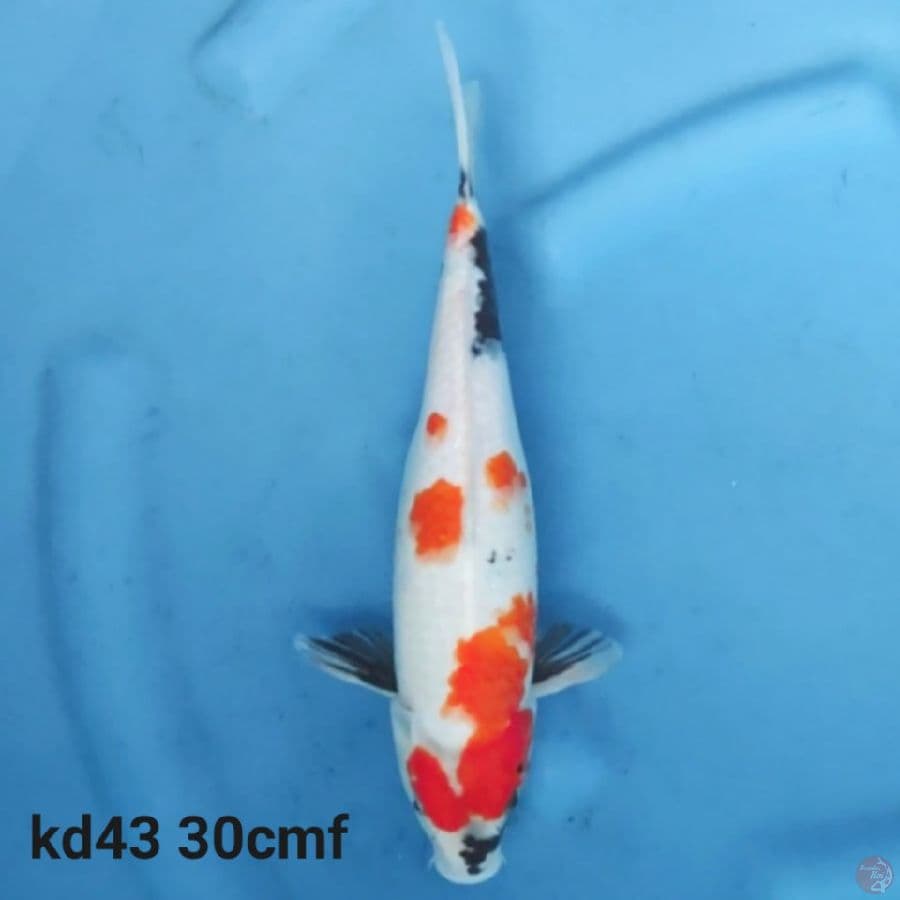 showa tategoi 30cm