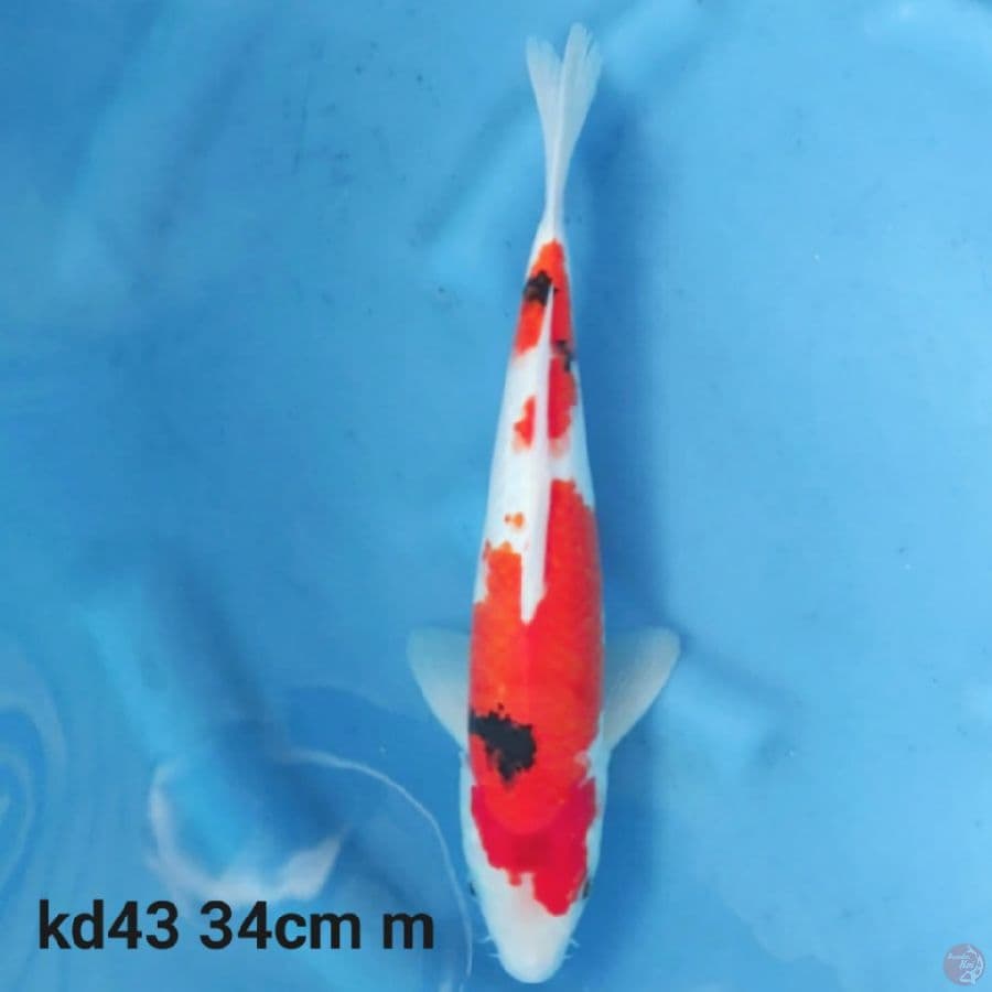 showa tategoi 34cm