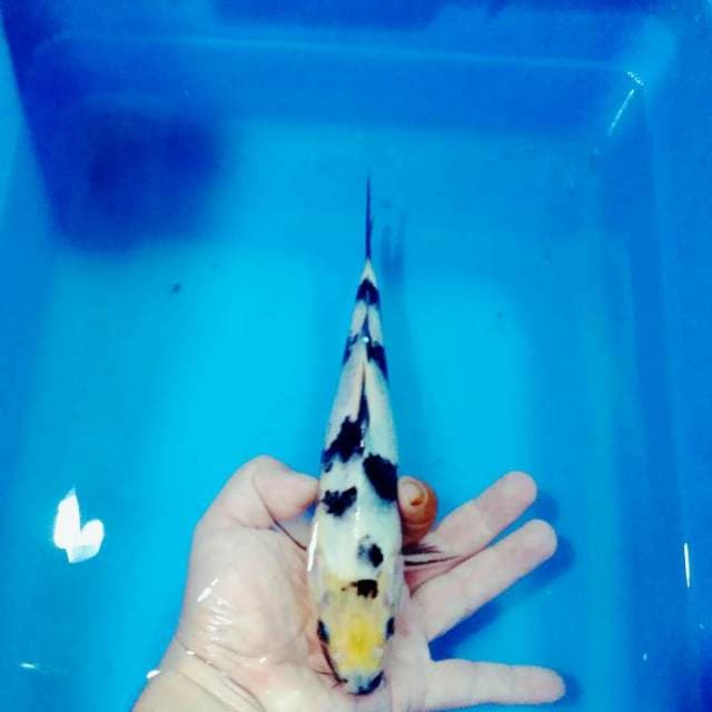 Shiro 24cm