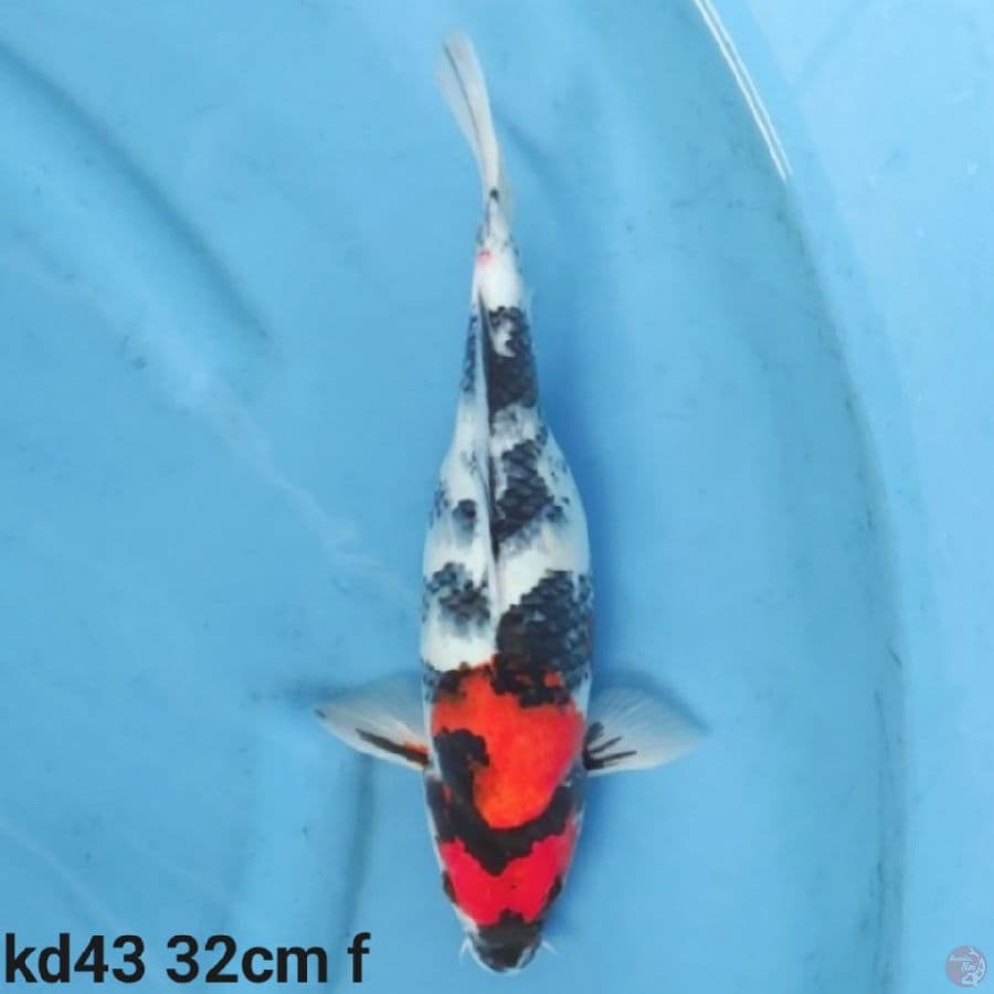 showa 32cm