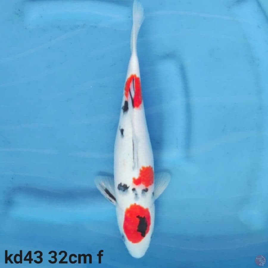 maruten showa tategoi 32cm