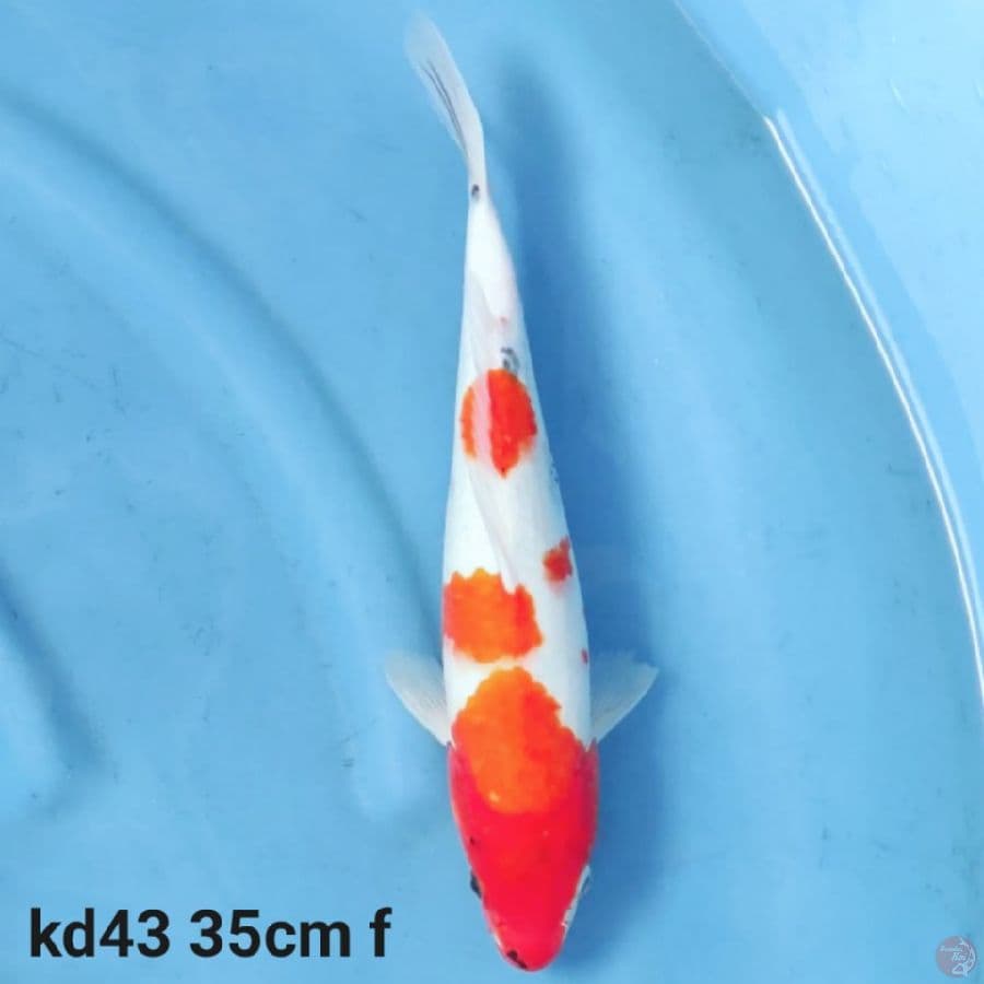 showa tategoi 35cm