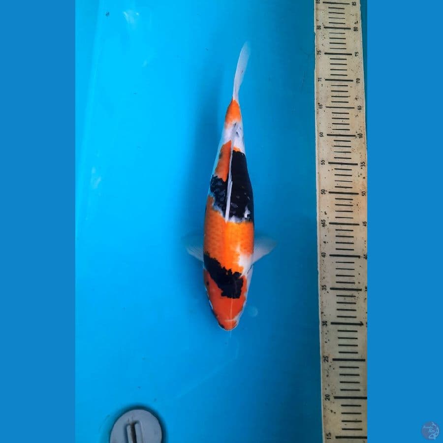 Showa sanshoku female 41cm