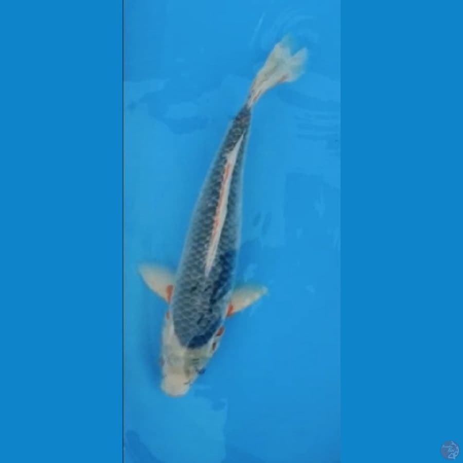 F1 ASAGI SQ BLOODLINE OOYA KOI FARM